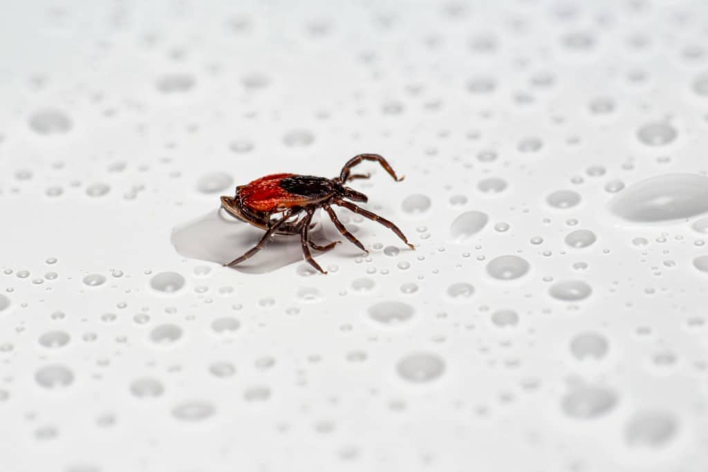 Photo of tick with water drops in the background.
