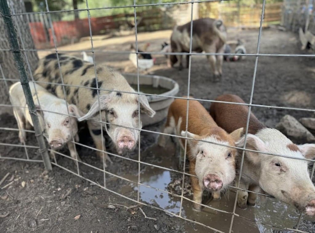 Pigs looking at the camera.