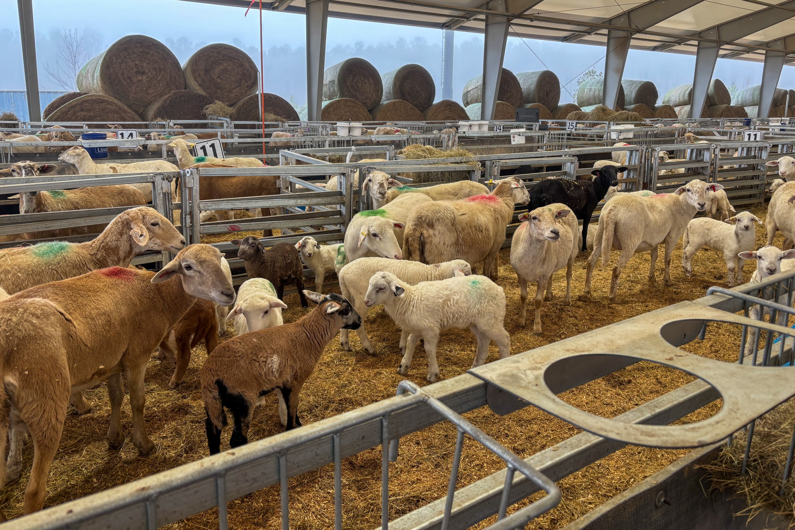 sheep and lambs in lambing barn