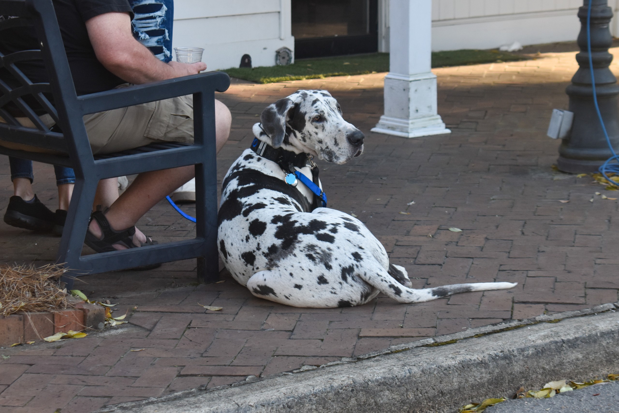 A black and white spotted dog.