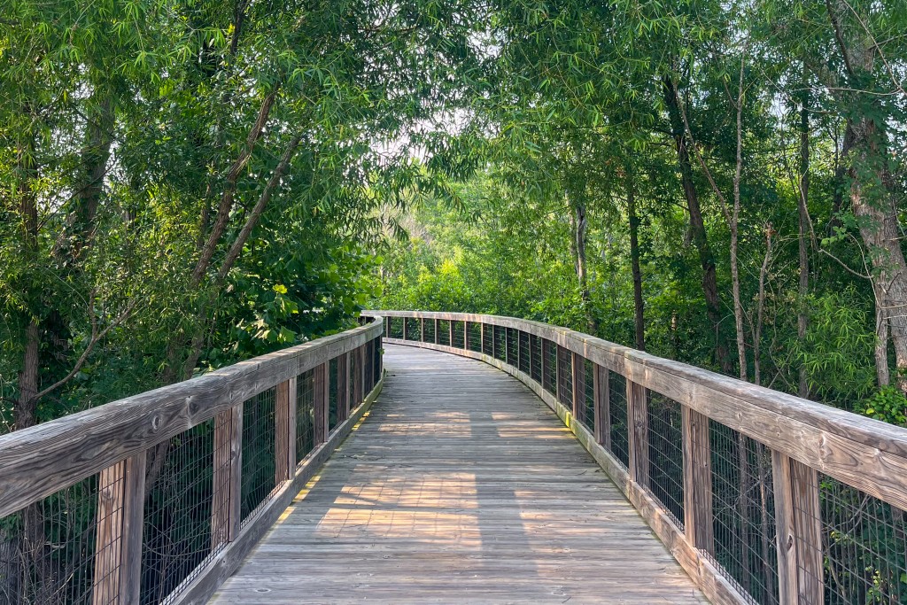 A wooded trail with trees surrounding it.