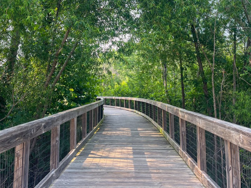 A wooded trail with trees surrounding it.