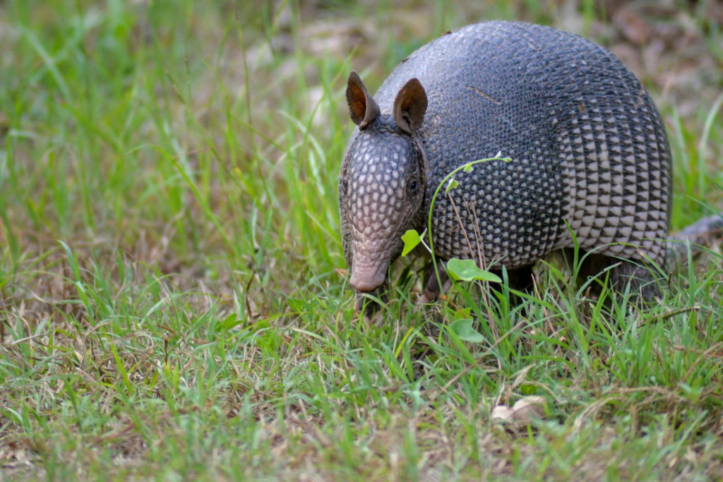 An armadillo standing in the grass.