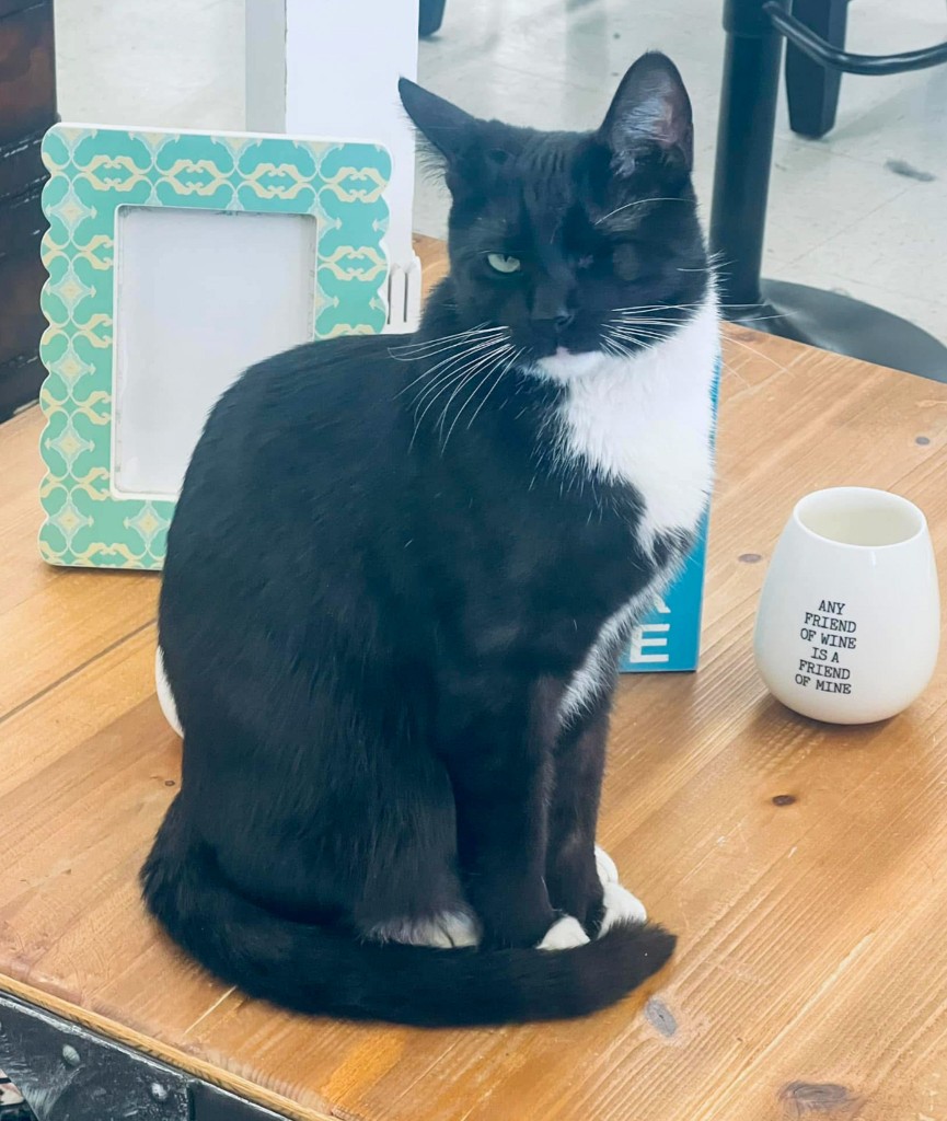 A black and white cat with a missing left eye.