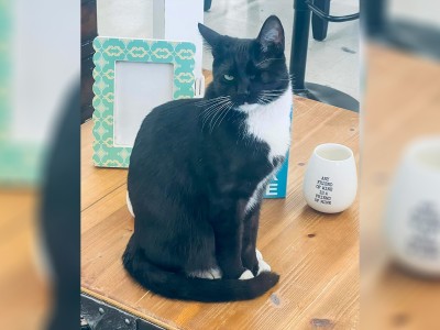 A black and white cat with a missing right eye.