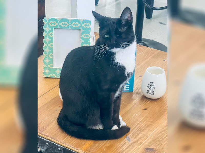 A black and white cat with a missing right eye.