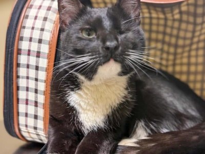 A black and white cat looking into the camera. He is missing an eye.