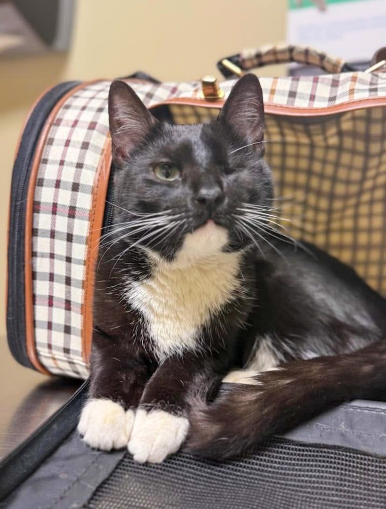 A black and white cat looking into the camera. He is missing an eye.
