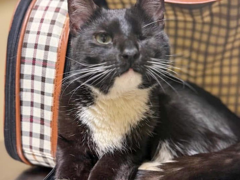 A black and white cat looking into the camera. He is missing an eye.