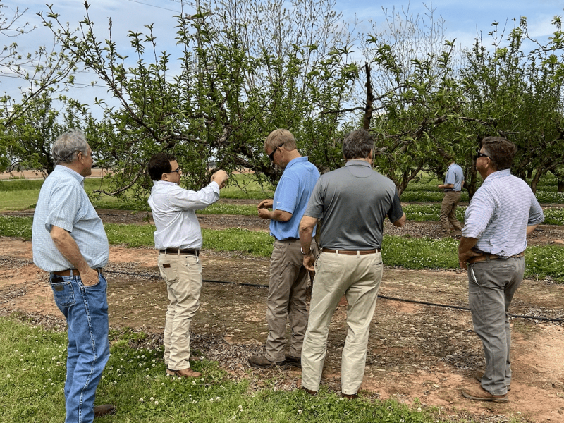 A group of men observing a peach tree.